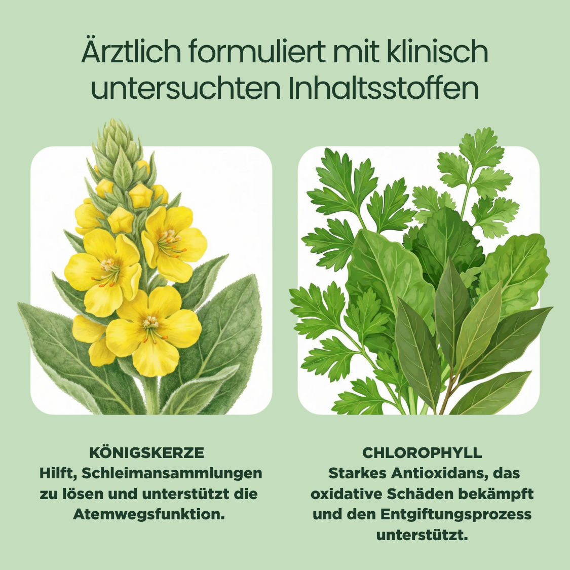Meliora - Königskerzen-Extrakt + Chlorophyll